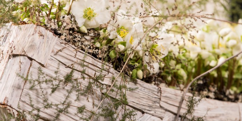 Luxe Helleborus 'Verboom Beauty' creatie