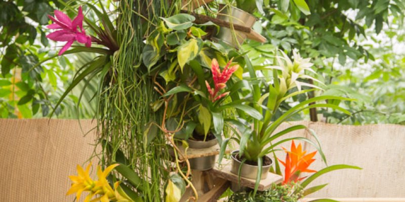 Bromeliad display
