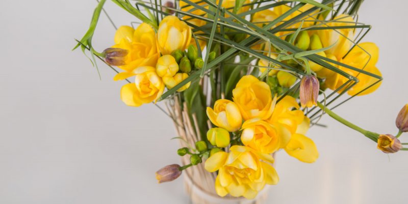 Freesia standing in tall grass