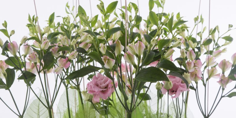 Charmelia design David Ragg