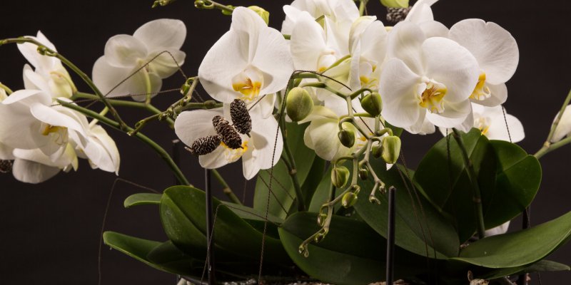 Orchidee in winterse sfeer