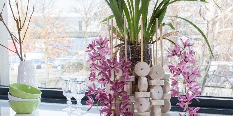 Cascade Cymbidium Anisa en hout