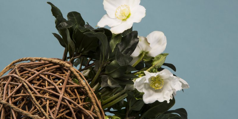 Helleborus 'Niger' rieten bol
