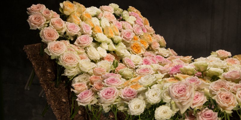A bed of spray roses