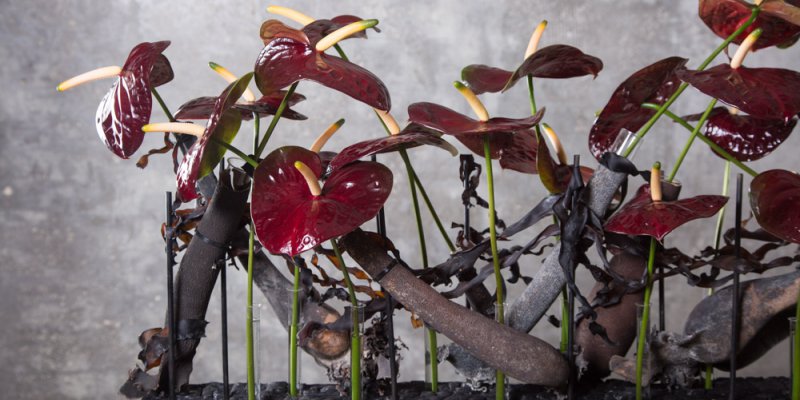 Dramatic flower arrangement with Anthurium Black Queen