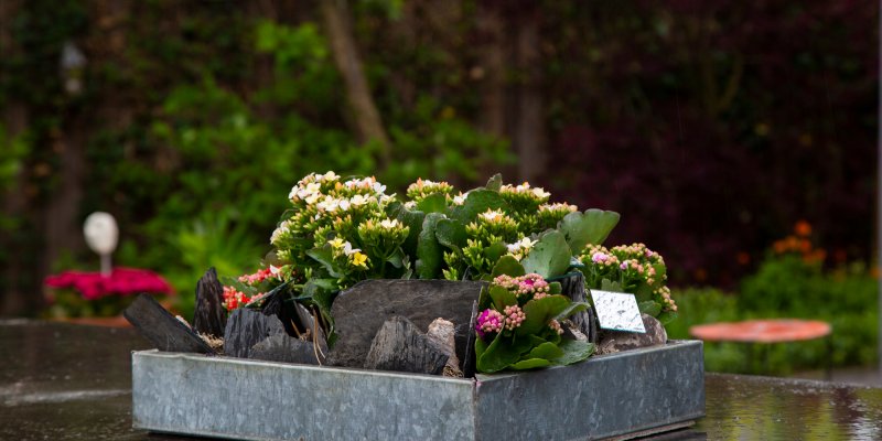 Garden with Kalanchoë