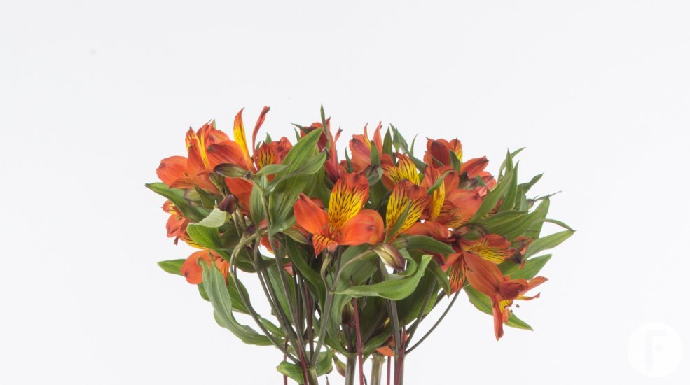 Herfstig Alstroemeria arrangement met open bloemen