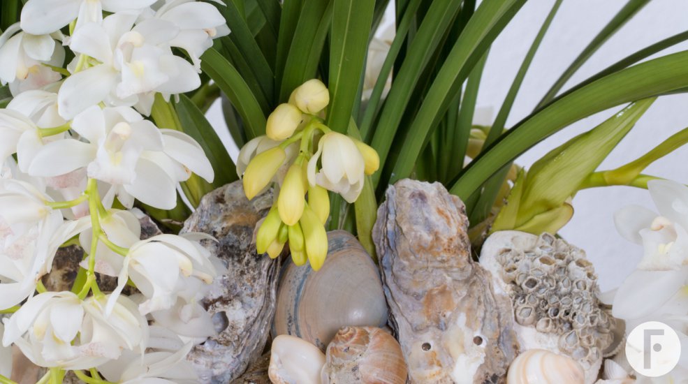 Ice Cascade Cymbidium with a beachlook
