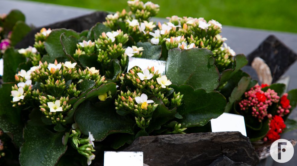 Miniature garden with Garden Kalanchoës - Pim van den Akker - Flower Factor