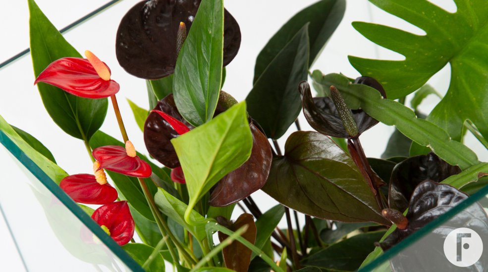 Anthurium terrarium - Roos van Unen - Flower Factor