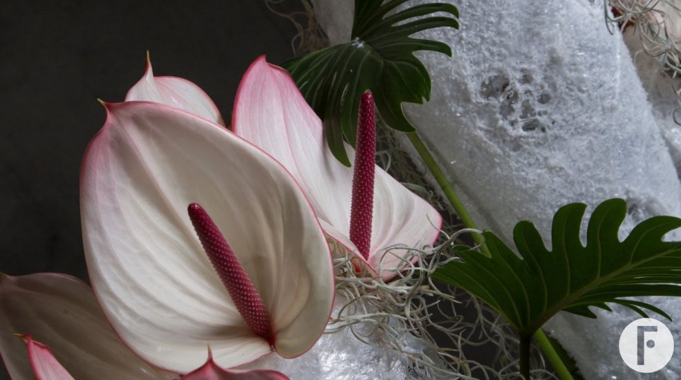 Anthurium 'Facetto' arrangement close-up
