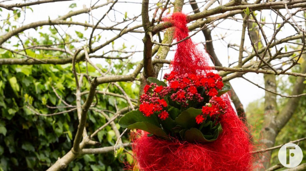 Garden Kalanchoë design Pim van den Akker - Flower Factor
