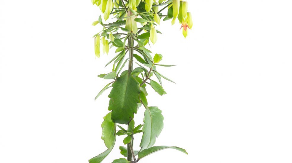 Kalanchoe Magic Bells