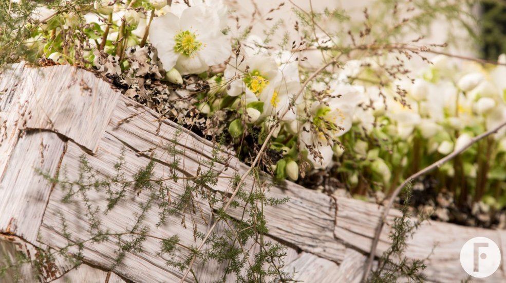 Luxurious Helleborus 'Verboom Beauty' design