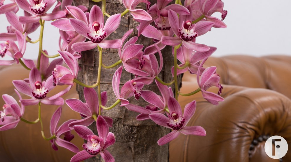 Cascade Cymbidium 'Anisa'