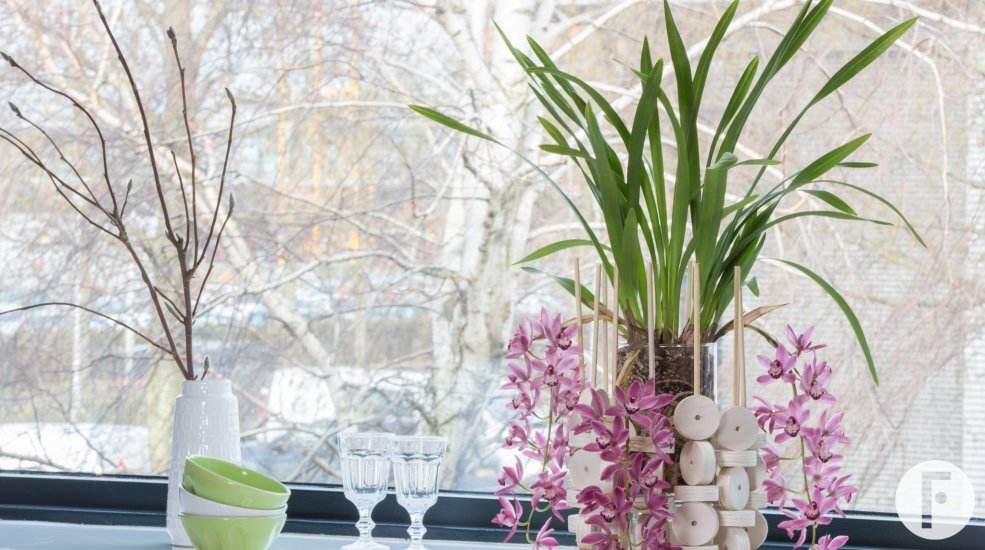 Cascade Cymbidium 'Anisa' and wood