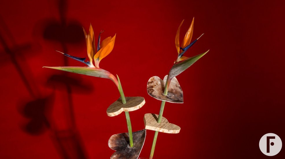 Valentijnsdag cadeau met Strelitzia