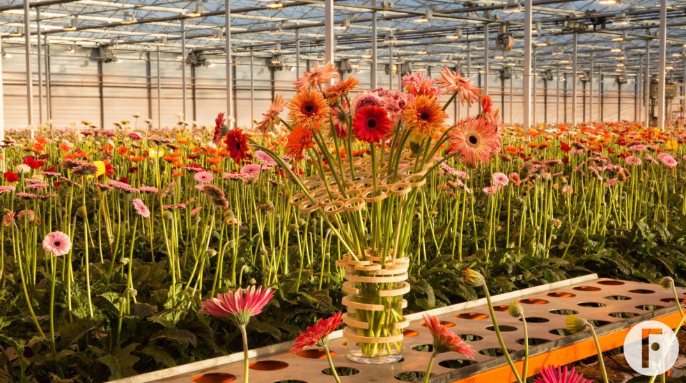 Surprising mini Gerbera's from LG Flowers 