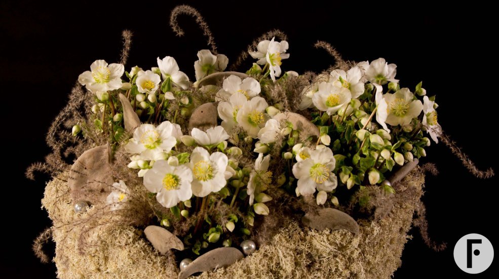 Wintery 'Verboom Beauty' Hellebores
