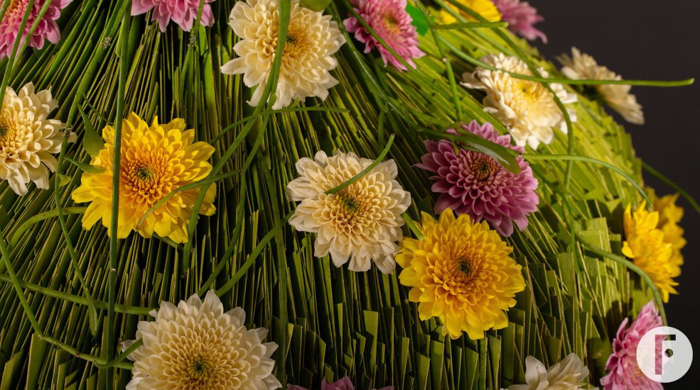 Zentoo Sorbet chrysanten