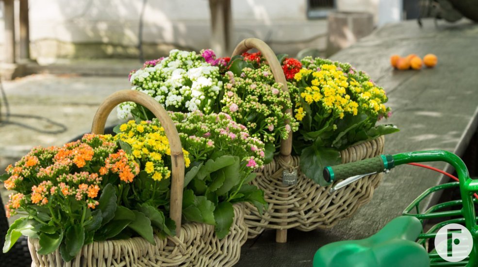 Manden vol Kalanchoë 'Garden' detail