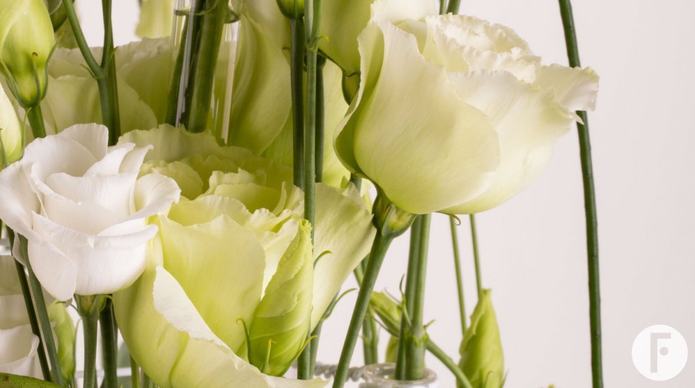 Lisianthus Rosita Pure White and Alissa Green from Sakata