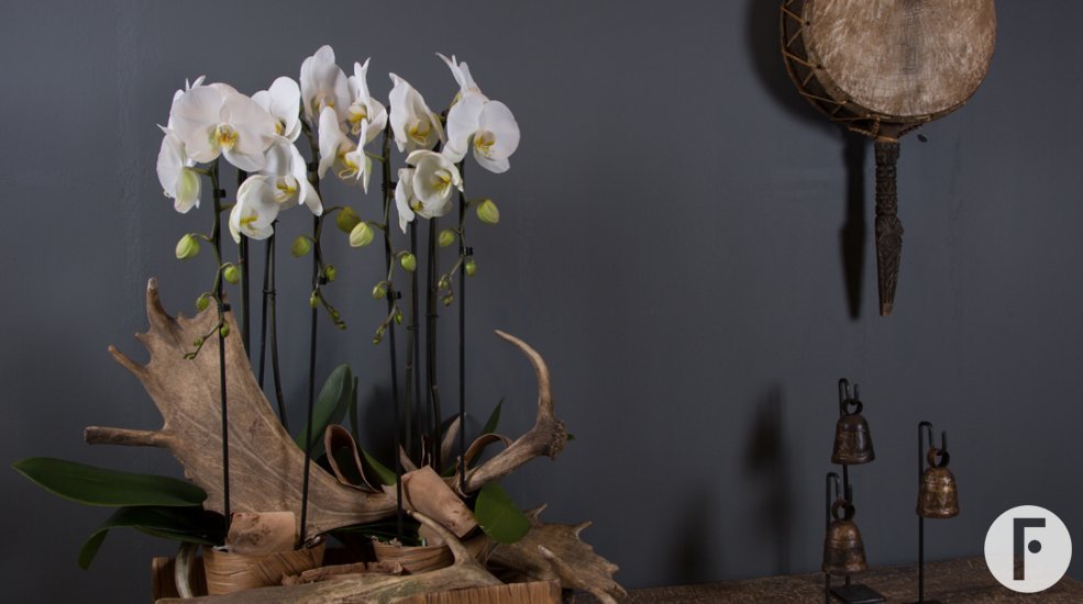 orchids and antlers design Pim van den Akker Flower Factor for Opti flor close up liggend