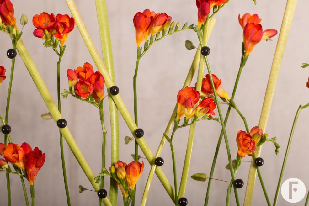 Red Freesia and black details
