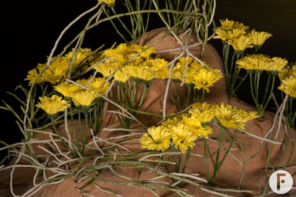 close up of the new Chrysanthemum variety 'Nibali'