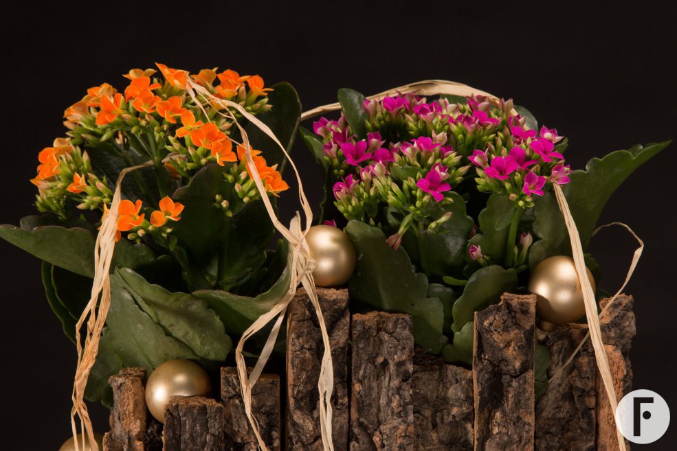 Christmas with Kalanchoë