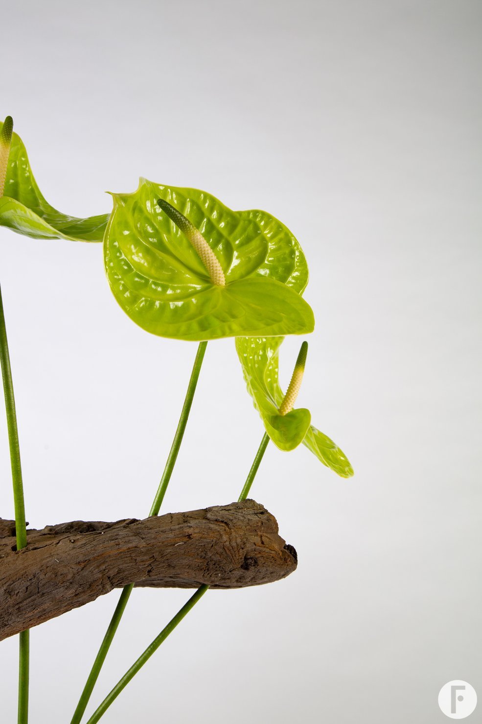 Anthuriums in a frame bouquet - Pim van den Akker - Flower Factor