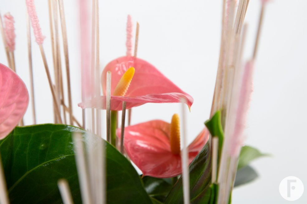 pink Anthurium arrangement - Pim van den Akker - Flower Factor