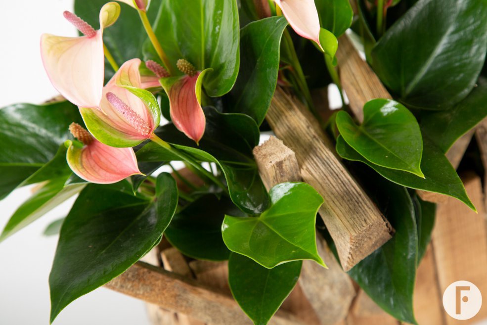 Anthurium DIY - Pim van den Akker - Flower Factor