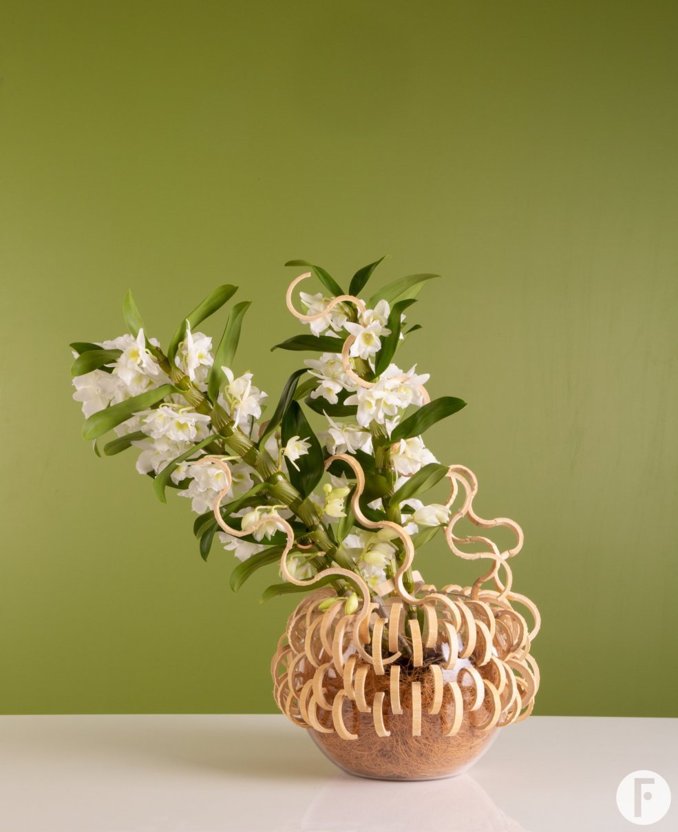 Bamboo Orchid Pure White
