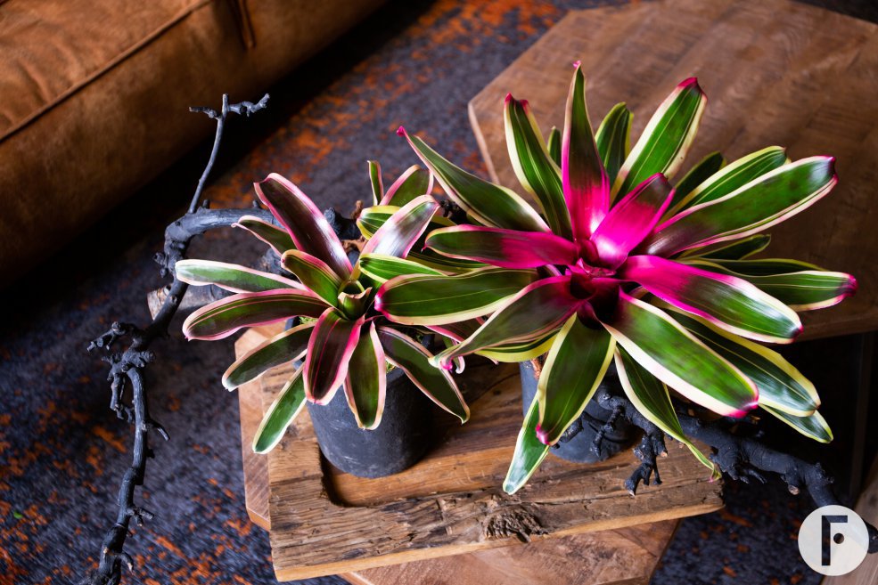 Bromelia in tough interior