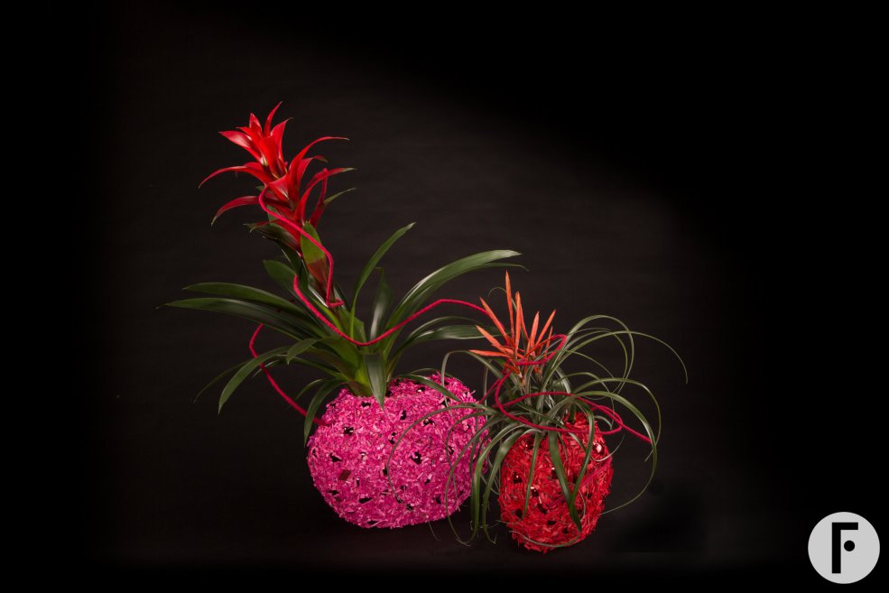 Festive Christmas arrangement with Bromeliads