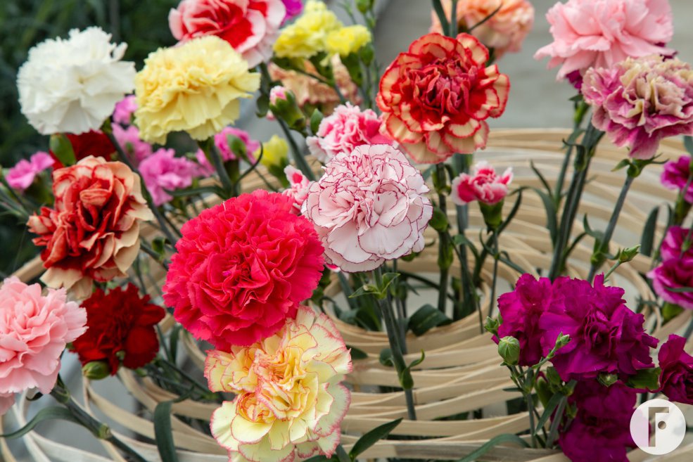 Colourful Dianthus arrangement