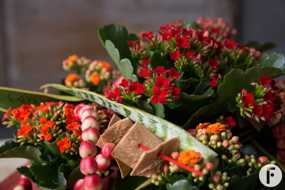 Kalanchoe design by Roos van Unen Flower Factor Always Kalanchoe1