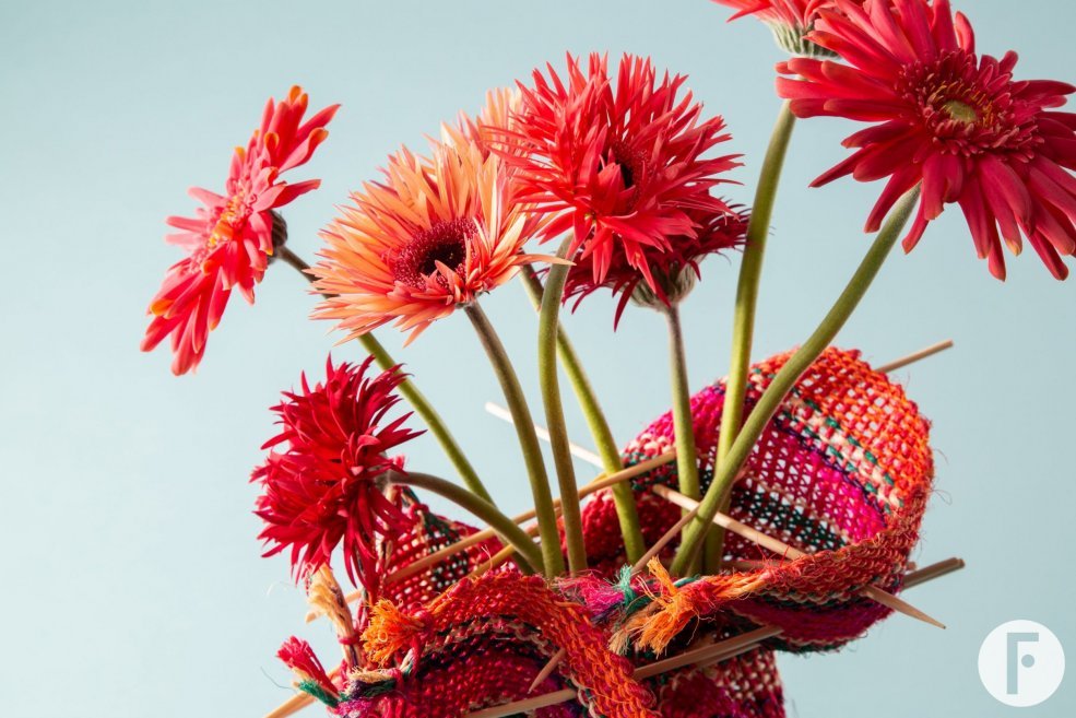 Colourful mini Gerbera varieties for Mother's Day - close-up