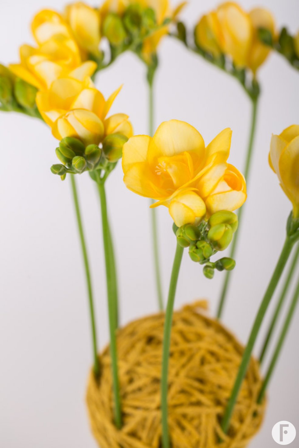 Een hechte Freesia constructie close-up