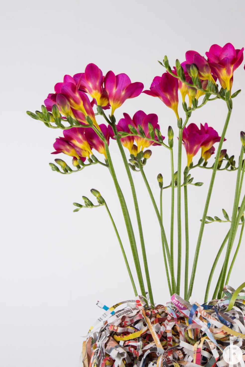 Colourful clutter with Freesia close-up