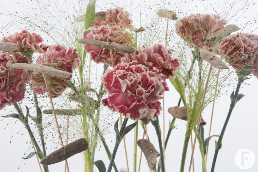 Trendy Dianthus Close-up