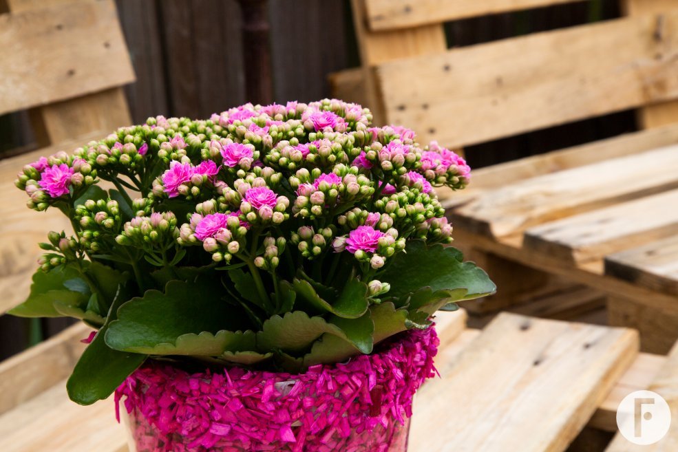 Bright pink double flowered Garden Kalanchoe - design Pim van den Akker