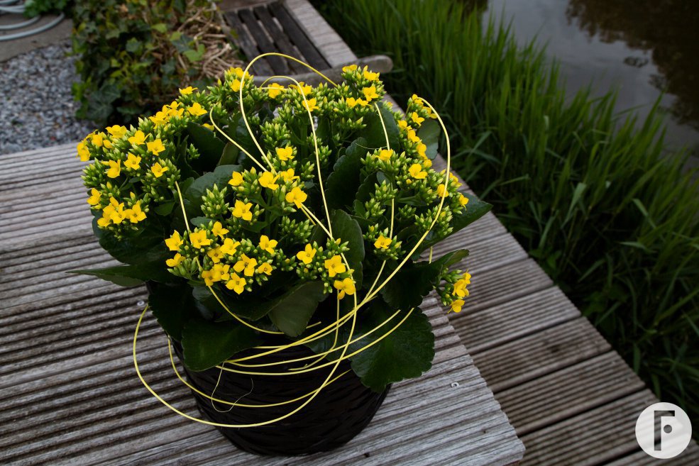 Yellow Kalanchoe - Pim van den Akker - Flower Factor