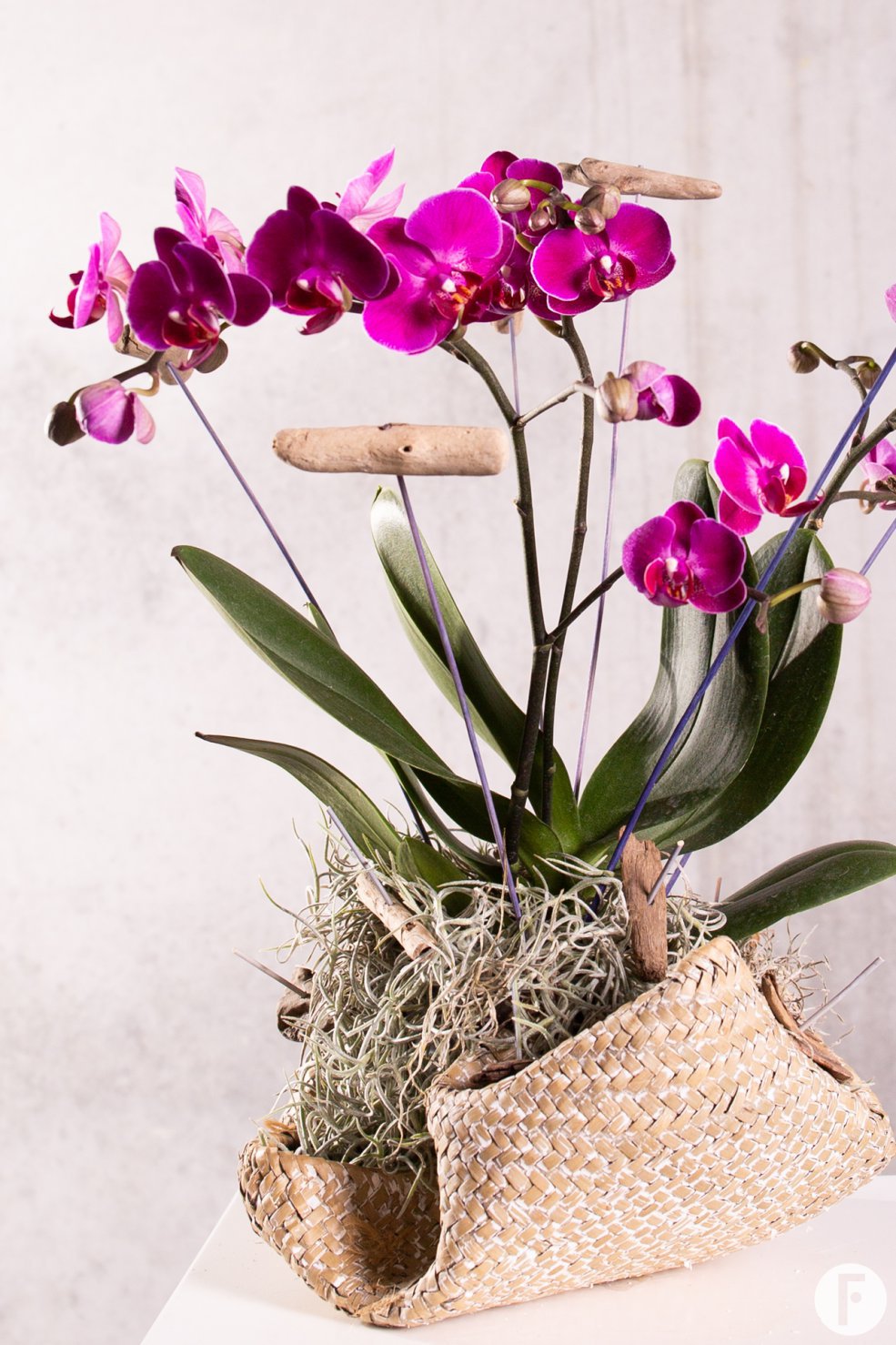 Sustainable Phalaenopsis - Van der Hoorn - Flower Factor