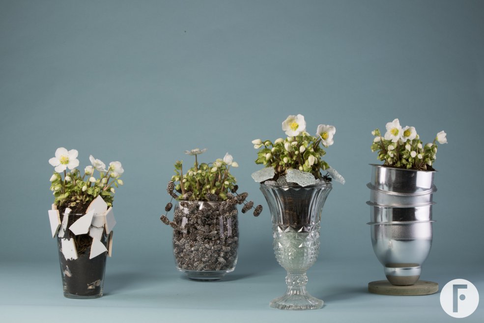 'Verboom Beauty' Hellebore winter arrangements