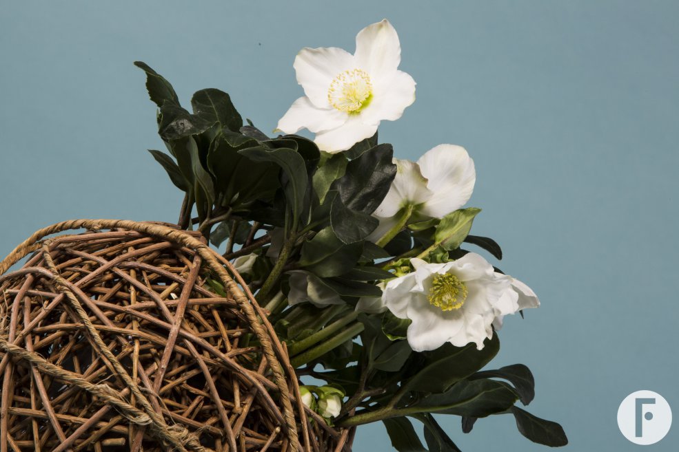 Kwekerij Verboom 'Helleborus Niger'