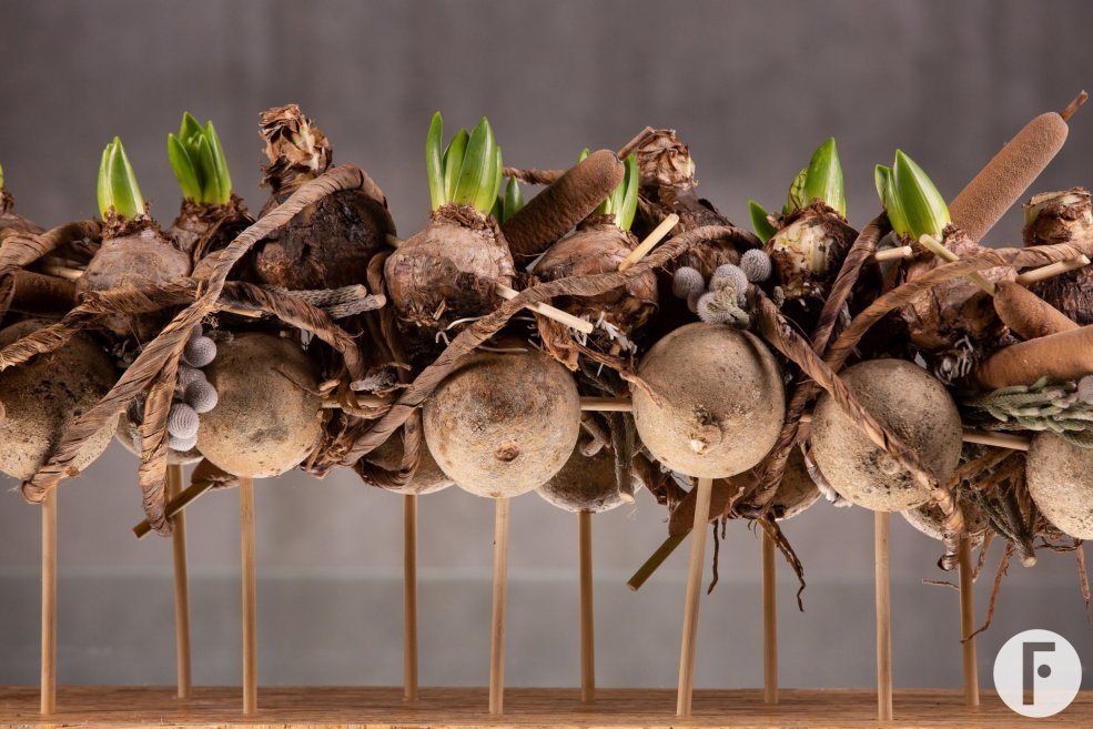 Christmas Hyacinthus and Amaryllis - Bab Star - Flower Factor