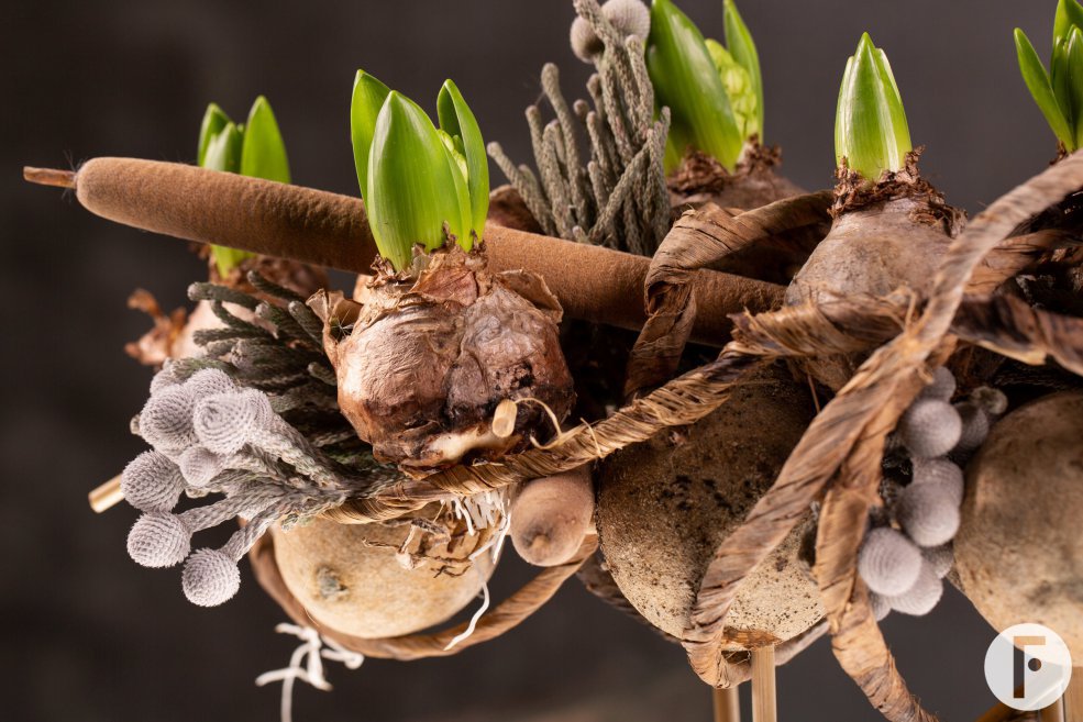 Christmas Hyacinthus and Amaryllis - Bab Star - Flower Factor