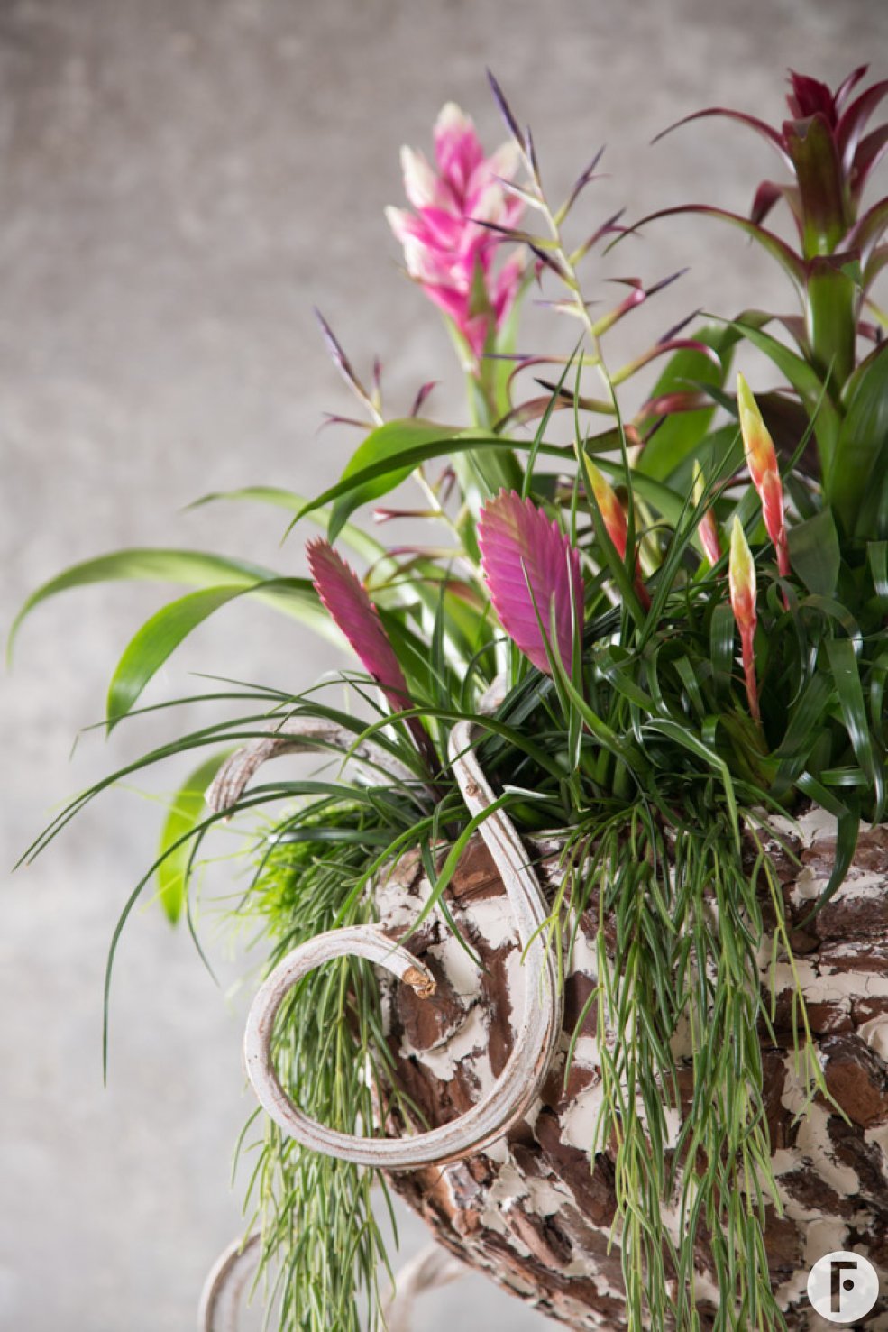 Lush plant arrangement with Bromeliads close up